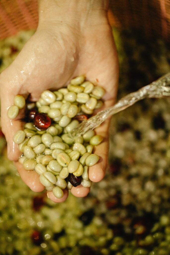 wet vs dry coffee processing